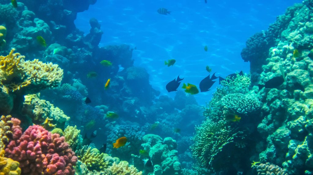 Corals and fishes in the Red Sea.