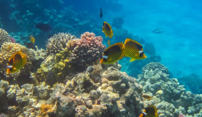 Coral Reef Scene with Red Sea Raccoon Butterflyfishes Coral Reef Scene with Red Sea Raccoon Butterflyfishes